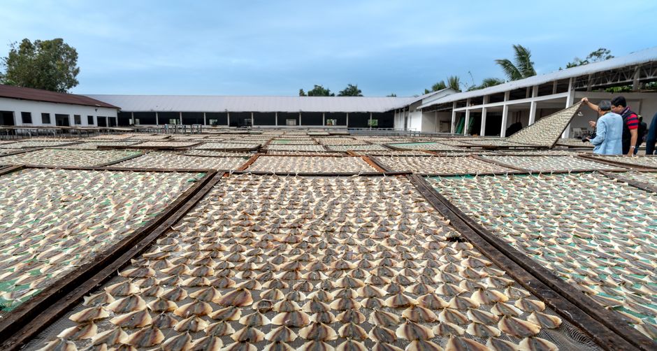 Blockage Clearing Gone Wrong: Why Fish Processing Plants Need Better Lockout-Tagout Protocols