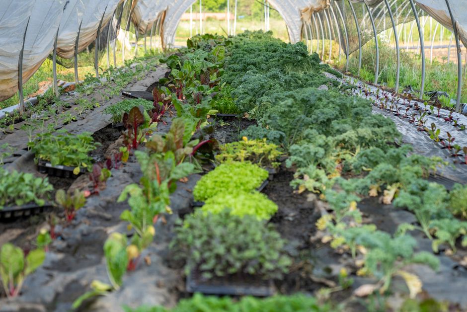 Food Safety Audits Are Missing This Critical Step (And Why Micro-Businesses Are Most at Risk)