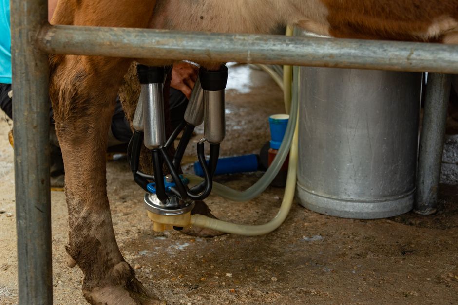 The Hidden Killer in Your Dairy Operation: Biofilm in Milk Lines